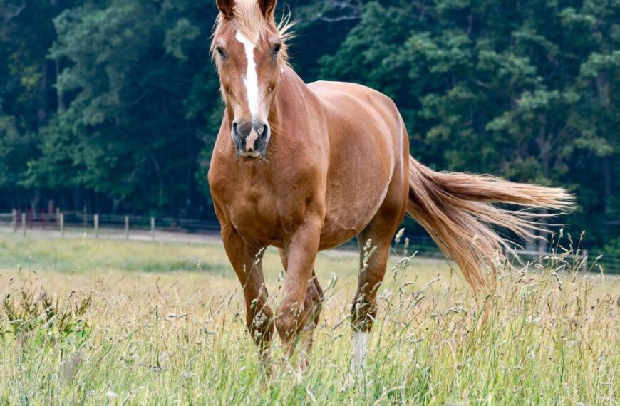 Horse Gives Birth and Cops Are Immediately Called